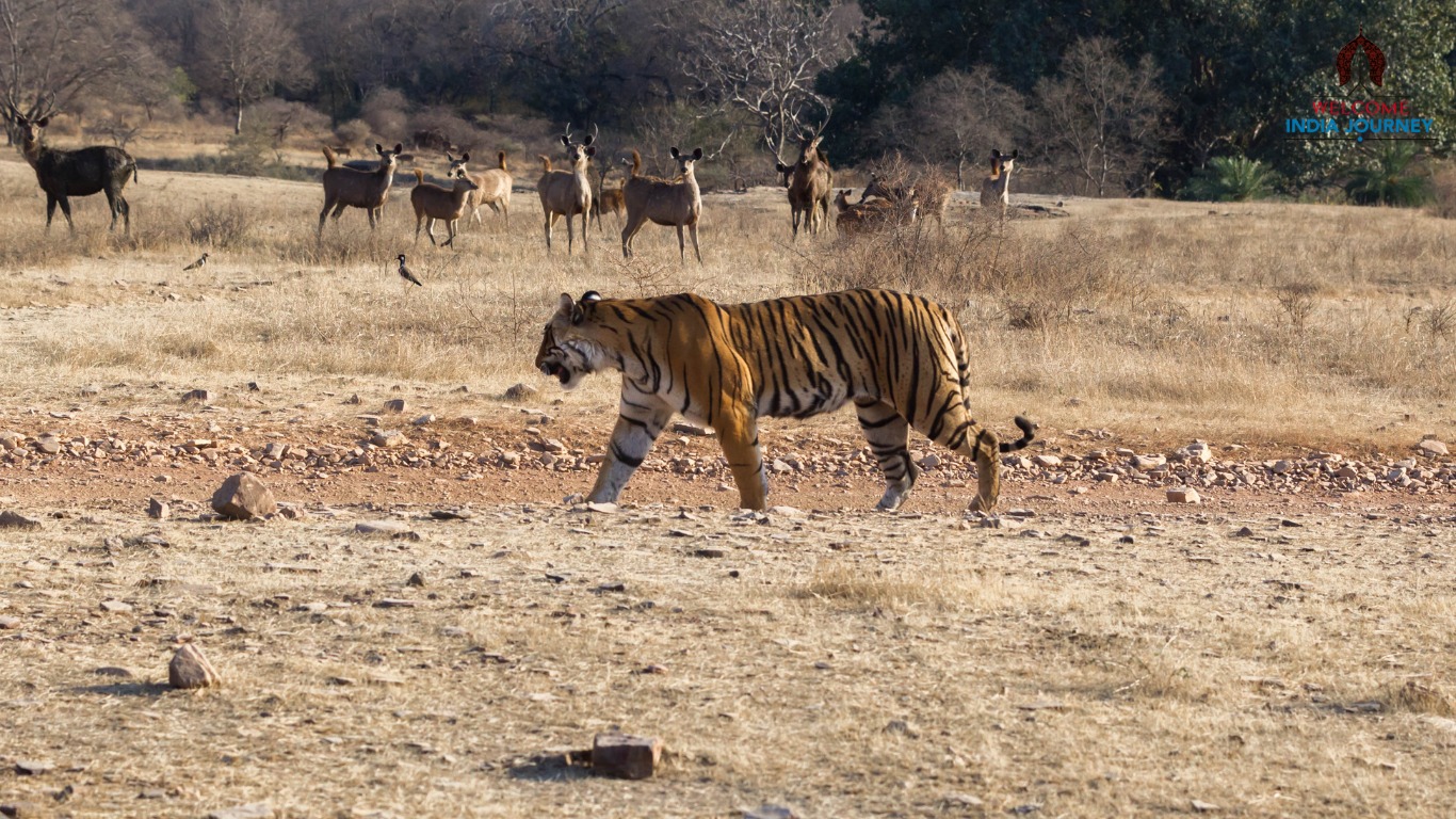 Golden Triangle Tour with Bharatpur and Ranthambore 8D