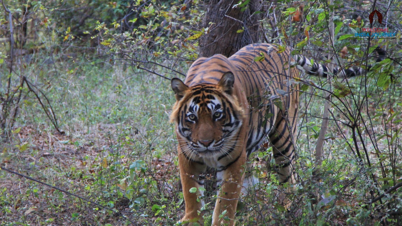 Golden Triangle Tour with Bharatpur and Ranthambore 8D