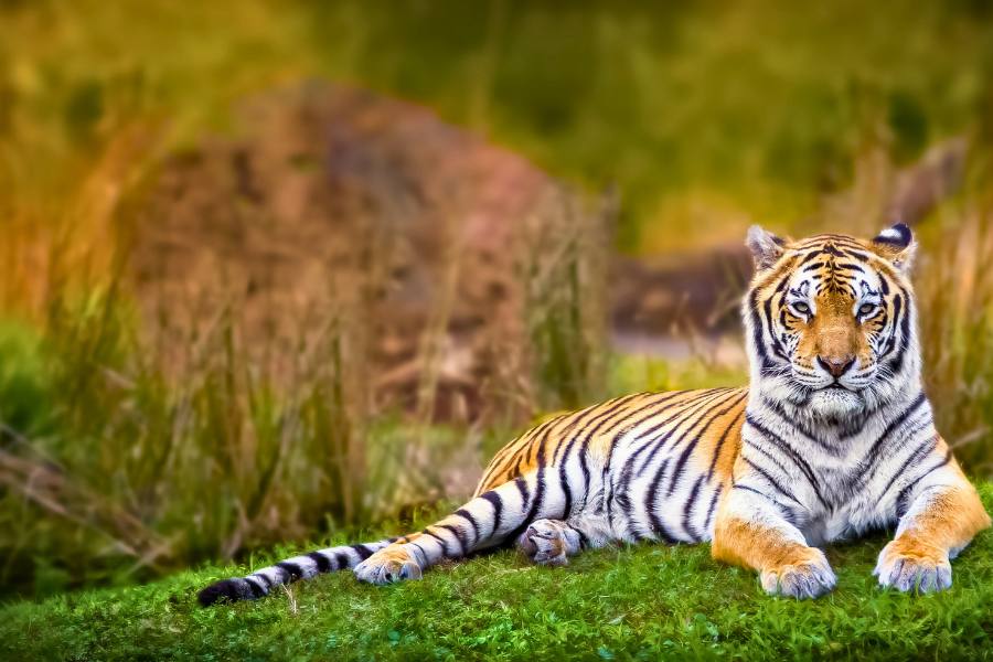 Golden Triangle Tour with Bharatpur and Ranthambore 8D
