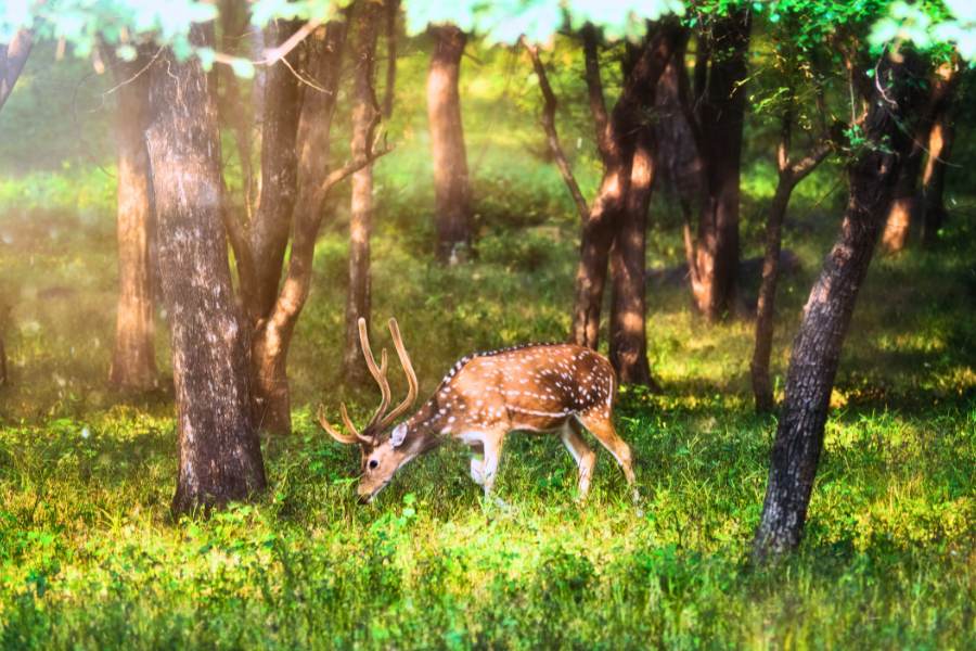 Overnight Ranthambore tour from Jaipur – 2 D