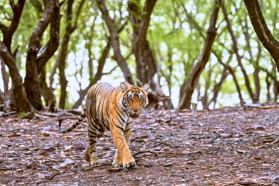 Overnight Ranthambore tour from Jaipur – 2 D