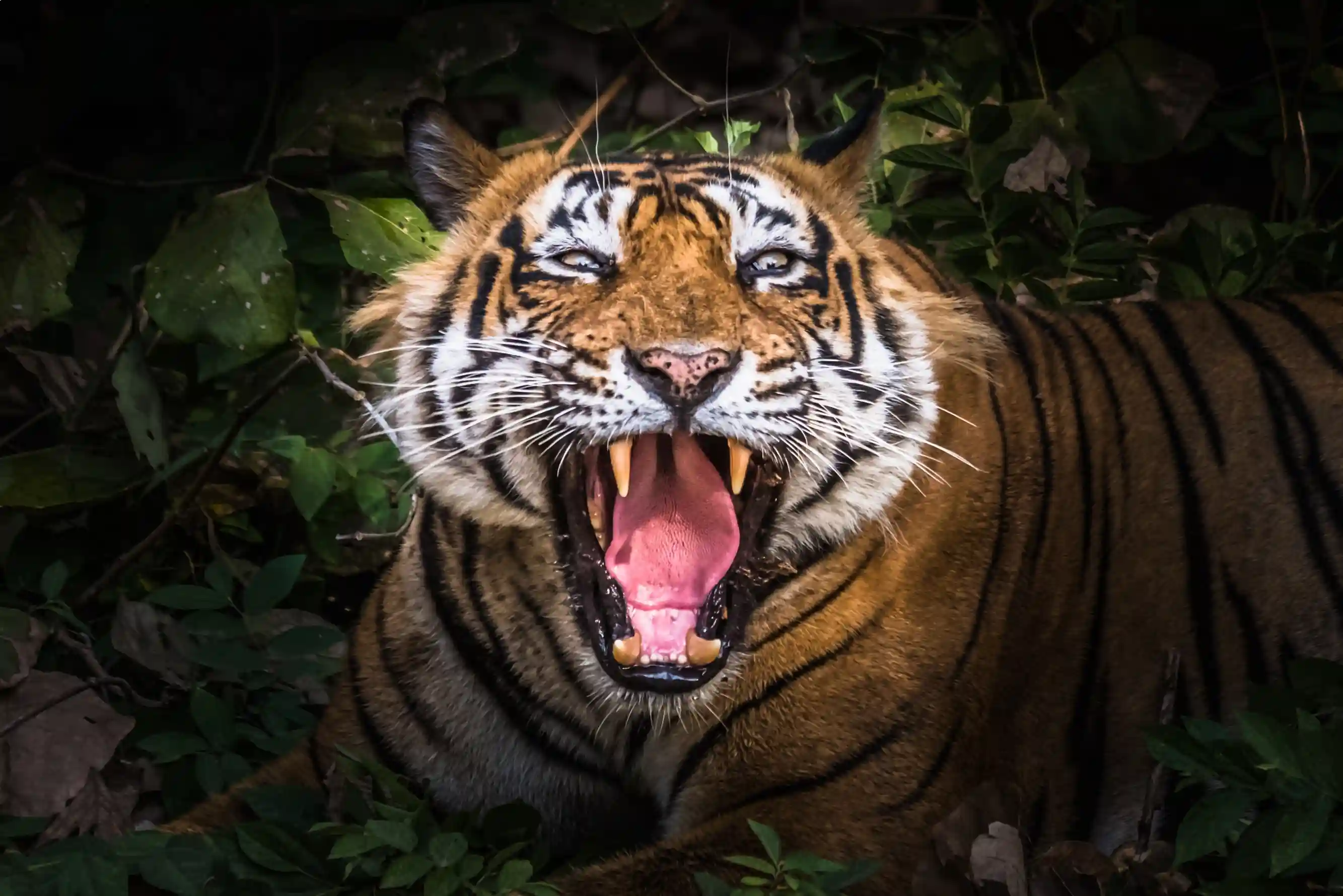 Golden triangle tour with Ranthambore