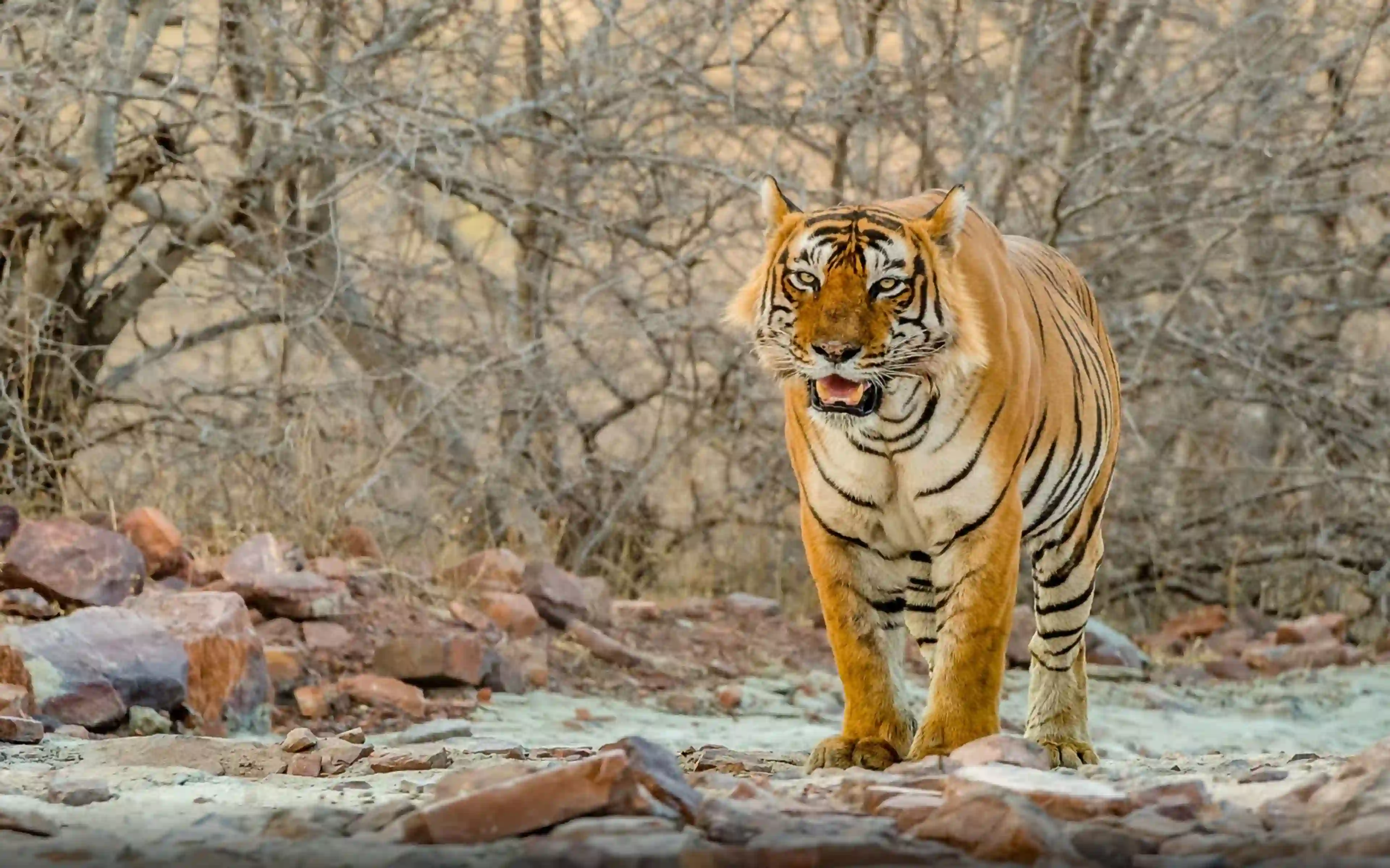 Golden triangle tour with Ranthambore