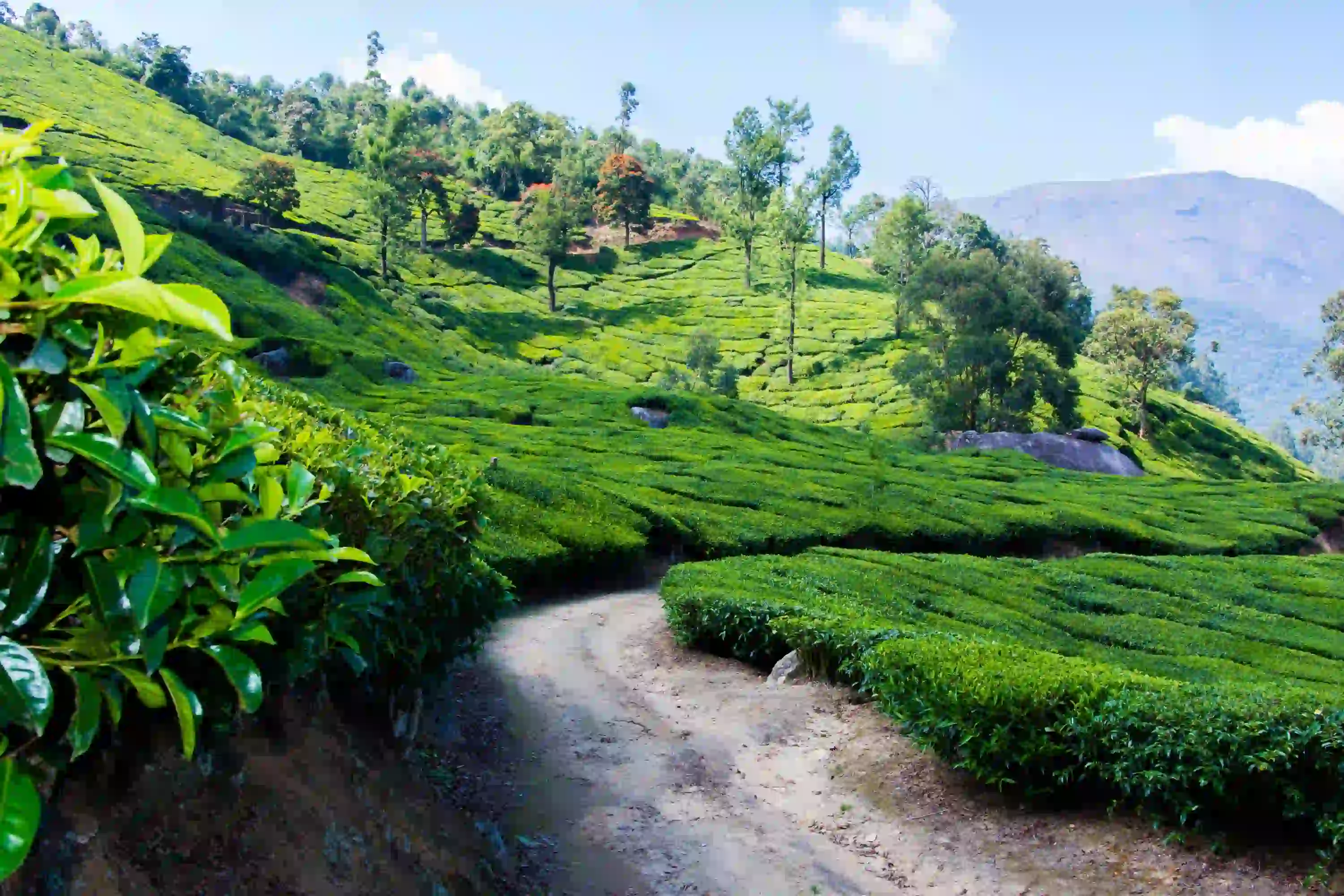 Kerala Honeymoon Tour 6 Days 5 Nights