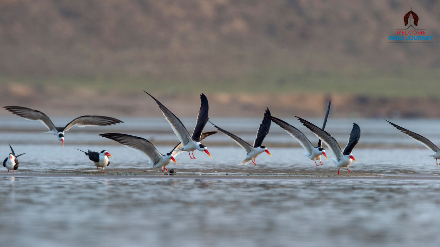 Same Day Chambal Safari Tour By Car From Agra